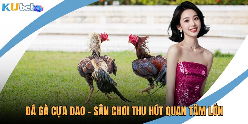 Đá gà cựa dao
