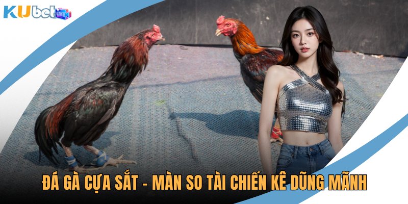 Đá gà cựa sắt