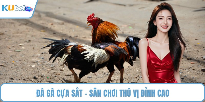 Đá gà cựa sắt - Sân chơi thú vị đỉnh cao