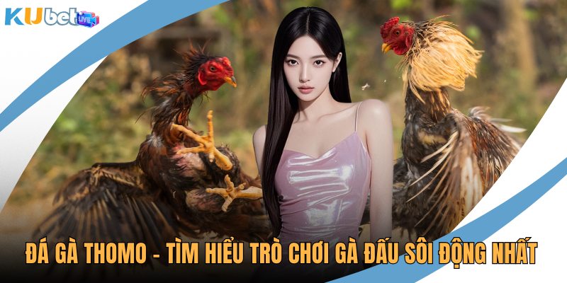Đá gà Thomo