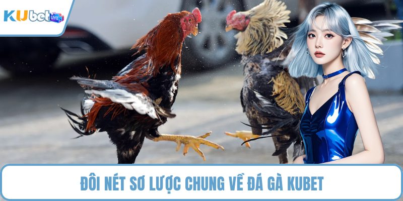 Đôi nét sơ lược chung về đá gà KUBET