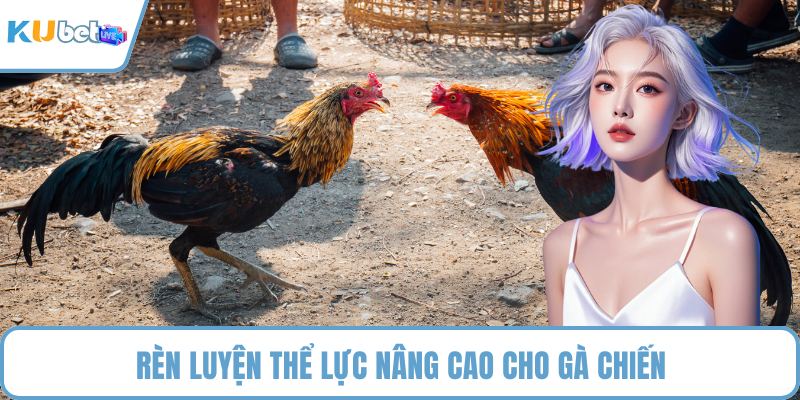 Rèn luyện thể lực nâng cao cho gà chiến