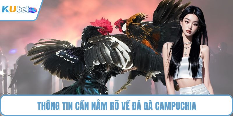 Thông tin cần nắm rõ về đá gà Campuchia